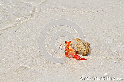 Hermit crab walking toward the sea Stock Photo