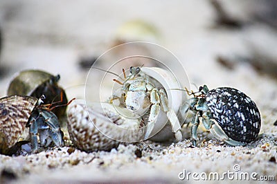 Hermit crabs on the beach Stock Photo