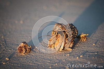 Hermit crabs Stock Photo