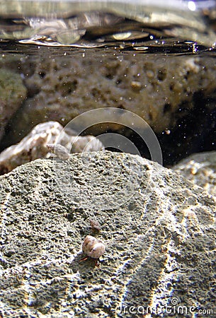 Hermit crabs underwater vertical shot Stock Photo