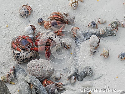 Hermit crabs Stock Photo