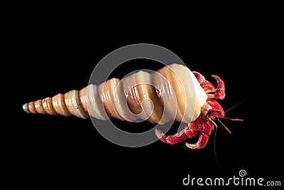 Hermit or diogenes crab in black background Stock Photo