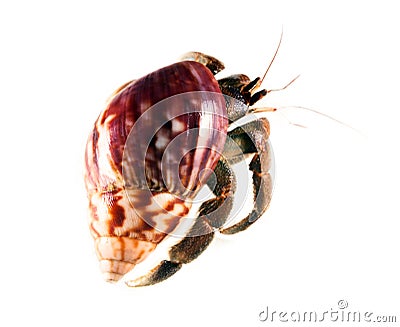 Hermit or diogenes crab in white background Stock Photo