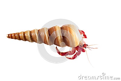Hermit or diogenes crab in white background Stock Photo