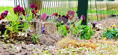 Purple flowers in garden Stock Photo