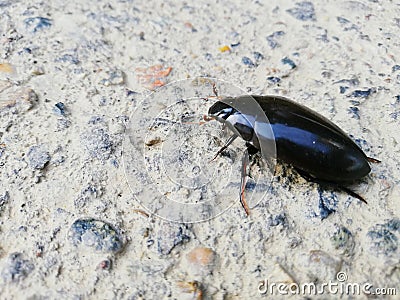 Escarabajo negro con brillo en sus alas Stock Photo