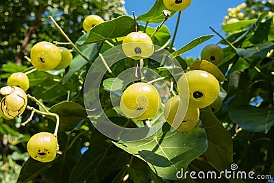 Hernandia Nymphaeifolia - Lantern tree Stock Photo