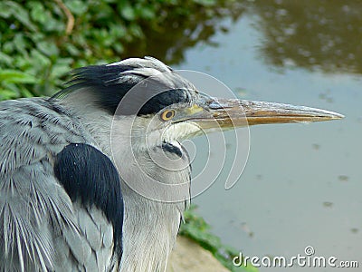 Heron Stock Photo