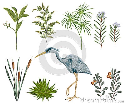 Heron bird and swamp plants. Marsh flora and fauna. Vector Illustration