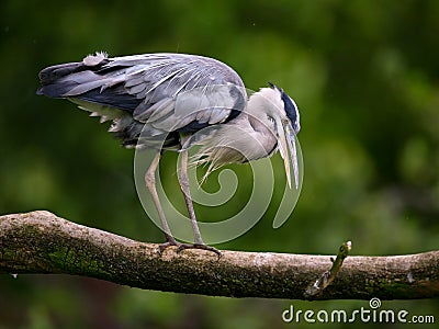 Heron bird on tree branch Stock Photo