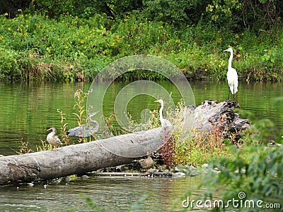 Heron challenging arrival of 2 white Great Egret Stock Photo