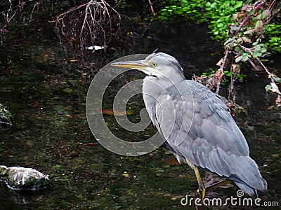 Heron in a Dublin stream Stock Photo