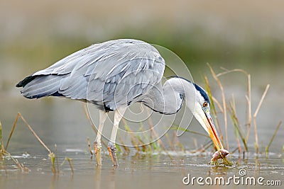 Heron with fish. Bird with catch. Bird in water. Grey Heron, Ardea cinerea, blurred grass in background. Heron in the forest lake. Stock Photo