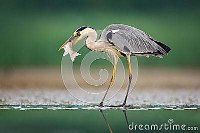 Heron with fish. Grey Heron, Ardea cinerea, blurred grass in background. Heron in the forest lake. Animal in the nature habitat, h Stock Photo