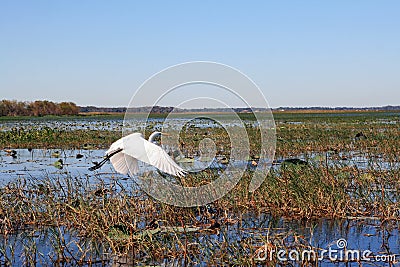 A heron flies about a marshland Stock Photo