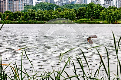 The heron flying on the water surface Stock Photo