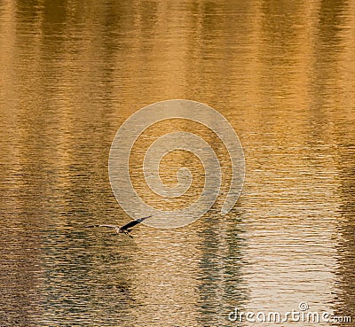 Heron gliding over river Stock Photo