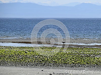 Heron at Goose Spit Park, Comox Stock Photo