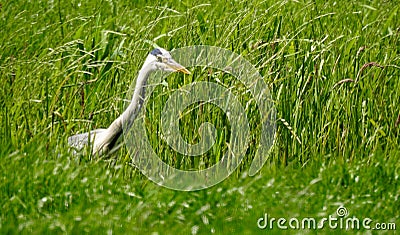 Heron between grass looking for food in a ditch Stock Photo