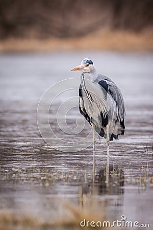 Heron grey bird Stock Photo