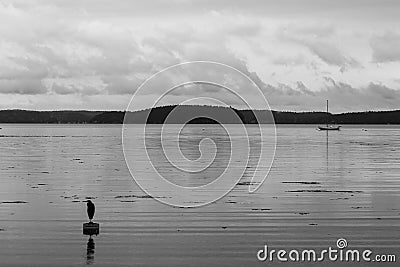 Heron in grey hues standing on floating sign with reflection, sailboat in distance and island scenery in background Stock Photo