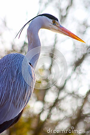 Heron Stock Photo