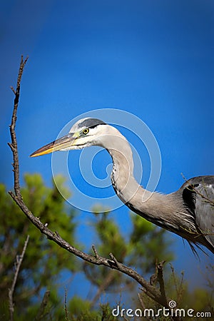 Heron grey on the tree with blue sky Stock Photo
