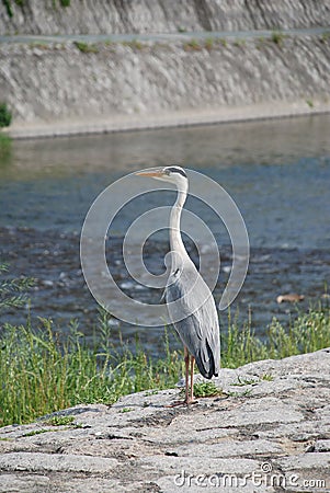 Heron by Kamo-Gawa River Stock Photo