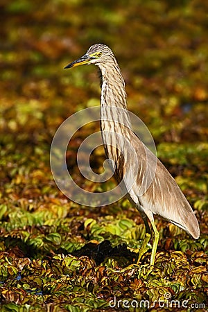 Heron from march. Heron from Asia. Indian Pond Heron, Ardeola grayii grayii, in the nature swamp habitat, Sri Lanka. Bird in the Stock Photo