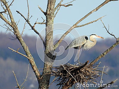 Great Blue Heron profile standing on nest Stock Photo