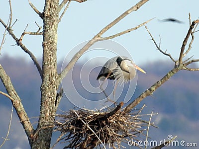 Great Blue Heron stamps down twigs at nest Stock Photo