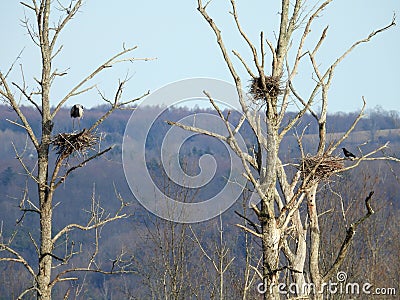 Great Blue Heron at spring nest with crow watching Stock Photo