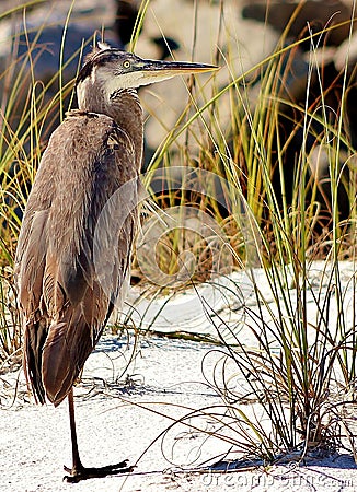 Heron Panama City Beach Florida Shell Island one legged Stock Photo