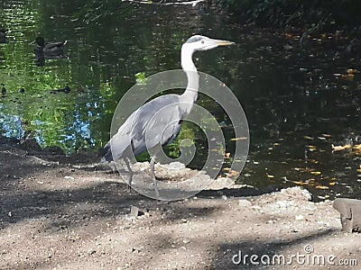 Heron at pondside Stock Photo