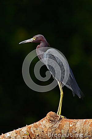 Heron sitting on the branch. Little Blue Heron, Egretta caerulea, in the waqter, eaqrly morning with, sun, dark blue sea, Rio Stock Photo