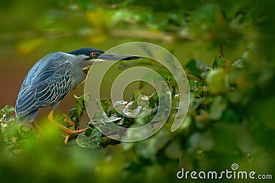 Heron sitting on the branch with river. Striated Heron, Butorides virescens, in the nature. Heron in the dark tropic forest. Heron Stock Photo