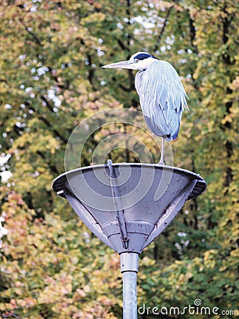 Heron standing on lantern Stock Photo