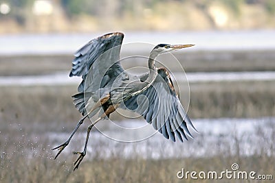 Heron takes flight. Stock Photo