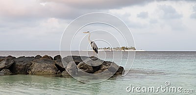 Heron Taking a Break and hunting for his lunch Stock Photo