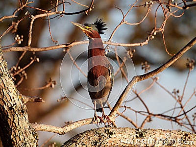 Heron on a tree in Baton Rouge, Louisiana Stock Photo