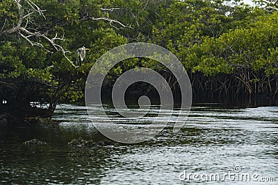 A Heron in a tree Stock Photo