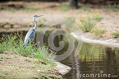 An heron in the field Stock Photo