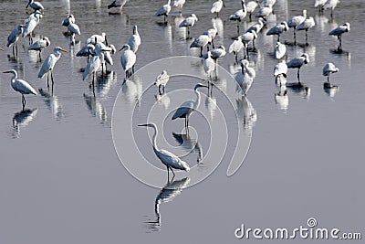 Herons. Stock Photo