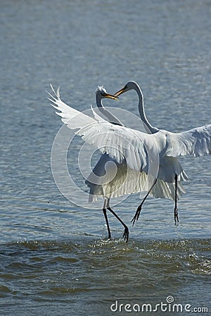 Herons Stock Photo