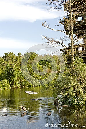 Herons and alligators Stock Photo