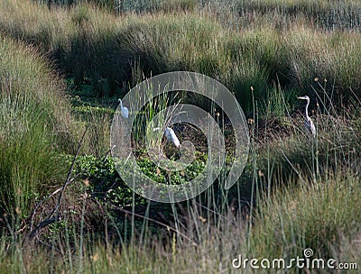 3 Herons in a marsh Stock Photo