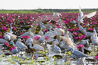 Herons Stock Photo