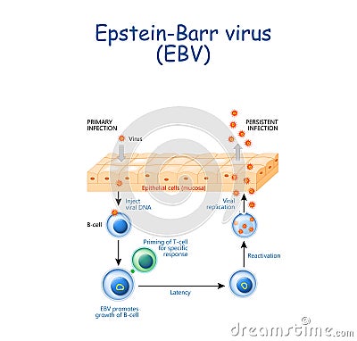 Herpes. The Epstein-Barr virus EBV replication cycle Vector Illustration