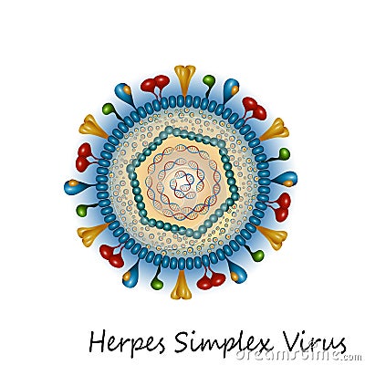 Herpes simplex virus particle structure Stock Photo