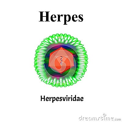 Herpes structure. Herpes virus infection. Sexually transmitted diseases. Infographics. Vector illustration on isolated Vector Illustration